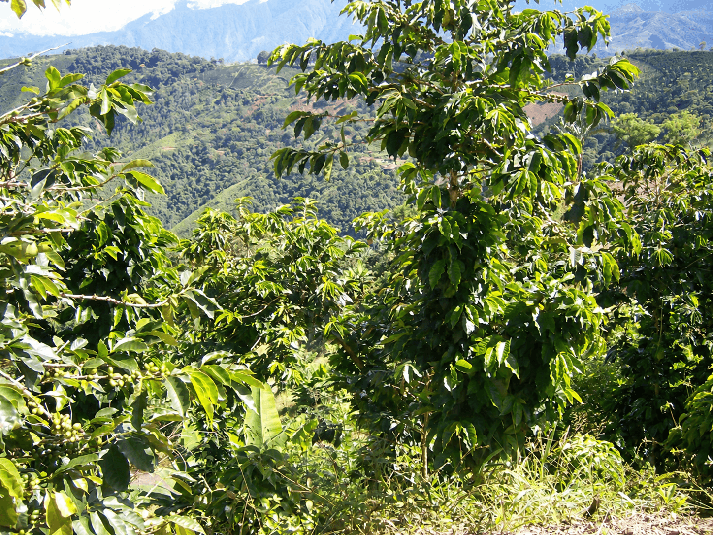 koh nuestros campos cafe