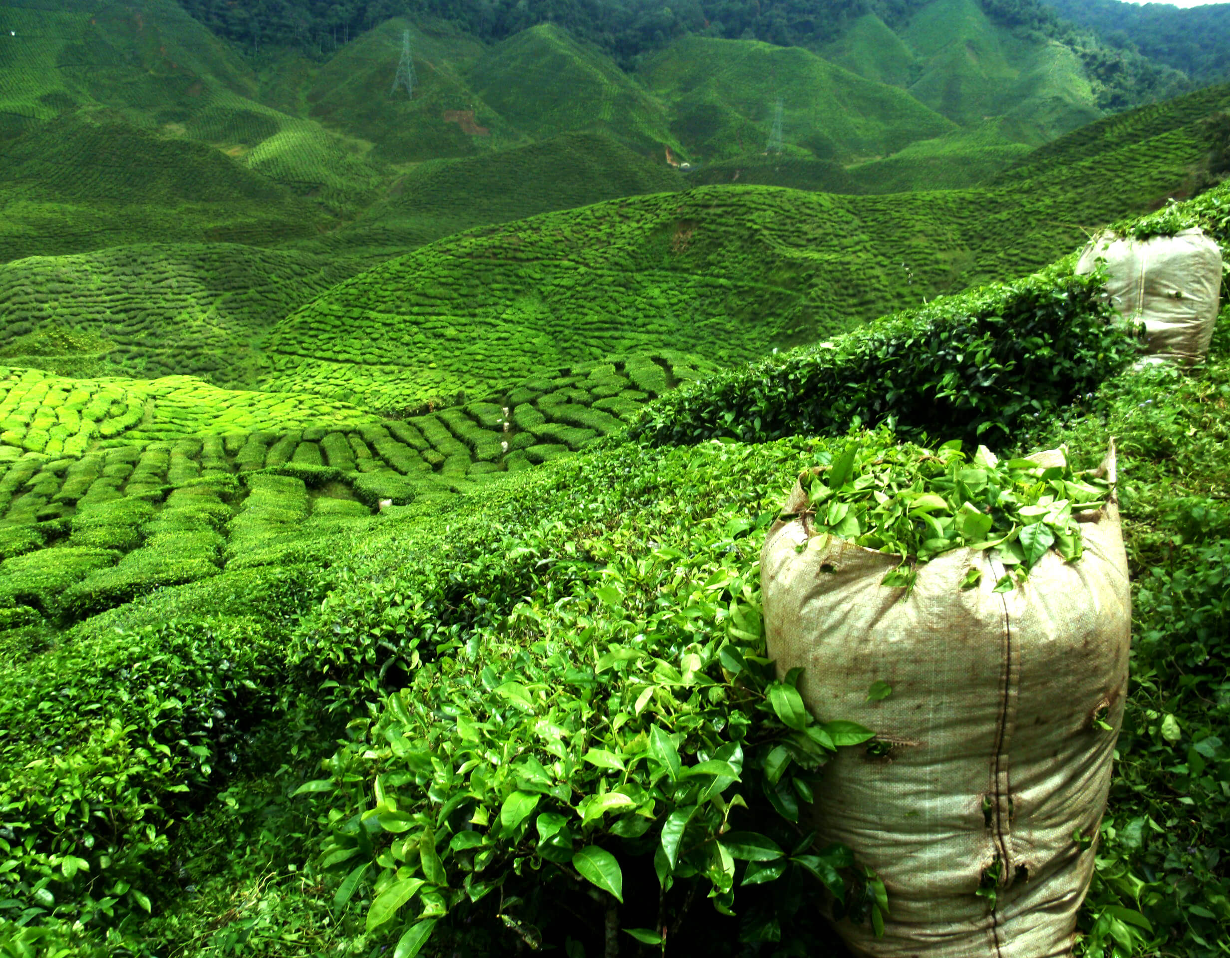 plantacion te verde